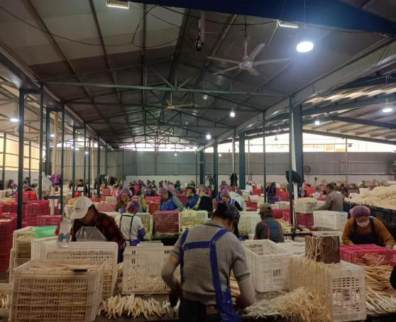 健達團隊秉承公司“降本增效”理念，嚴格控制白蘆筍整條生產(chǎn)線