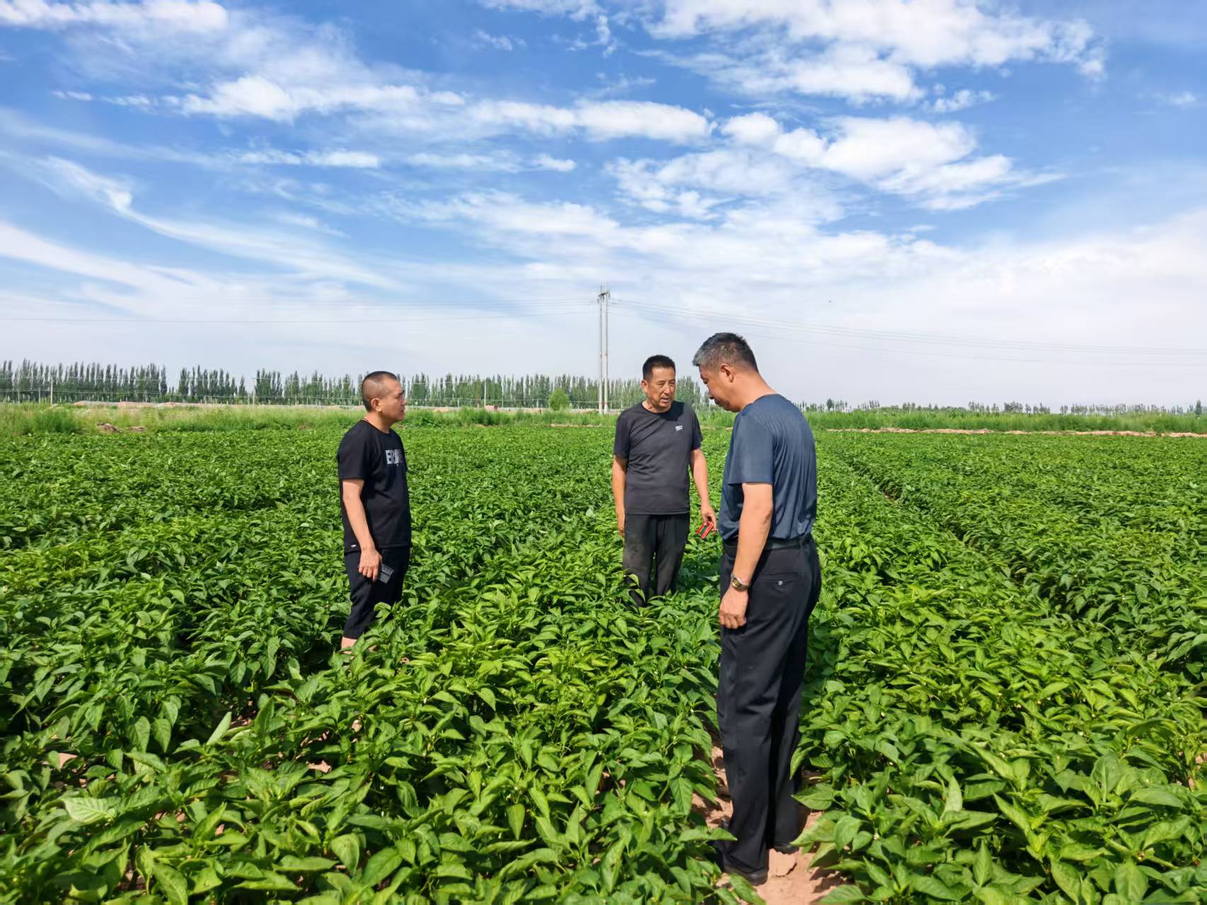 健達(dá)公司團(tuán)隊(duì)對(duì)菜椒種植基地展開實(shí)地考察